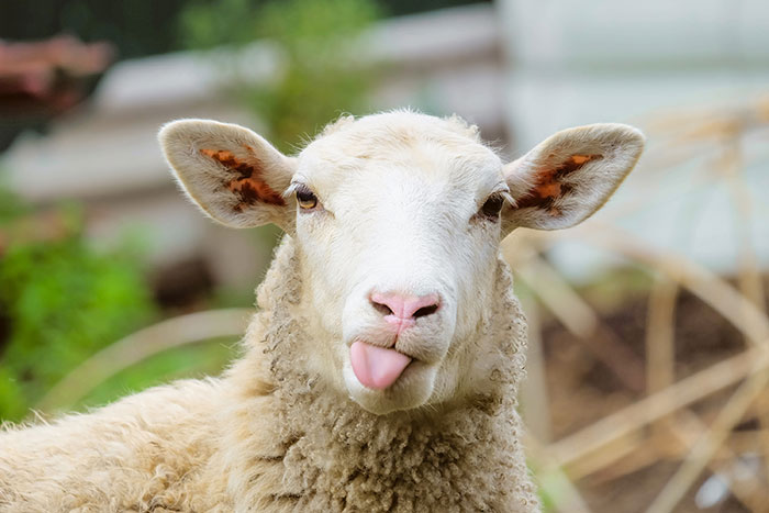 כבשה עם לשון בחוץ