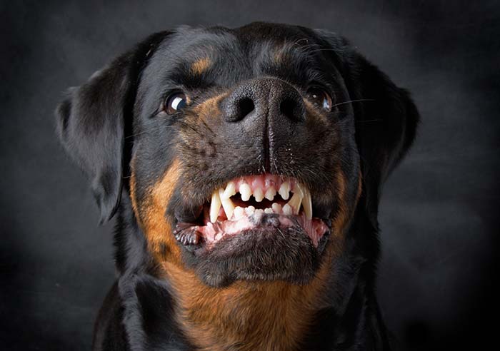 כלב עצבני חושף שיניים