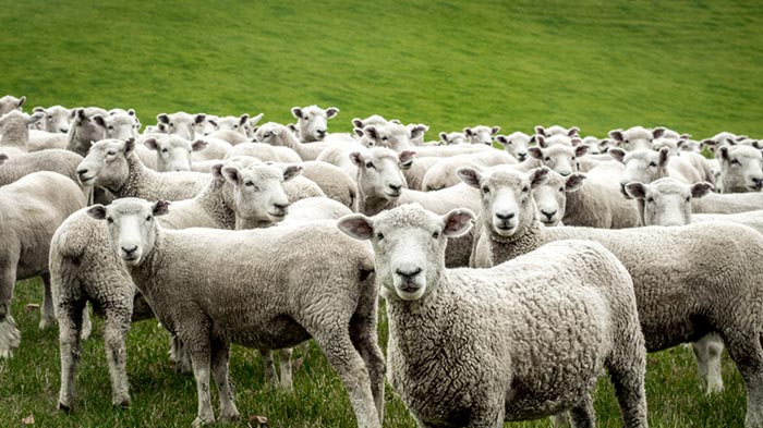 כבשים גילוי דעת