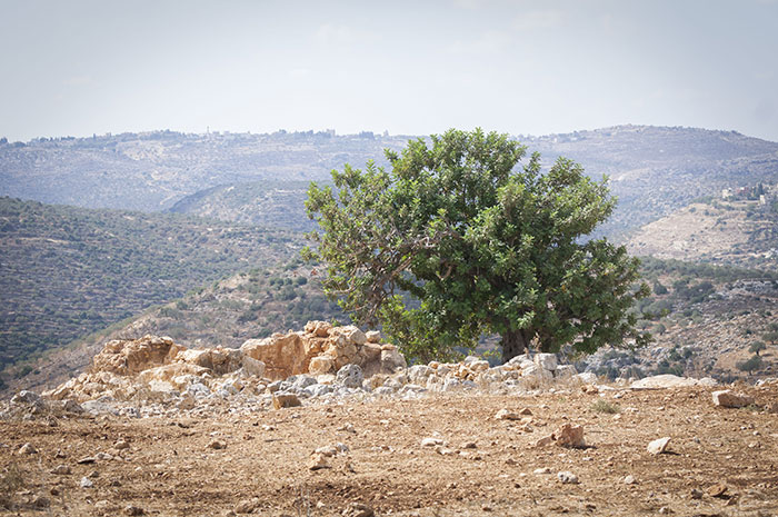 נוף ביהודה ושומרון